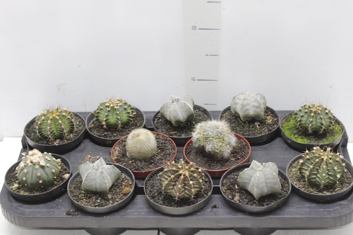 <h4>CACTUS VARIADO P11</h4>