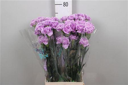 <h4>Di St Moonaqua</h4>