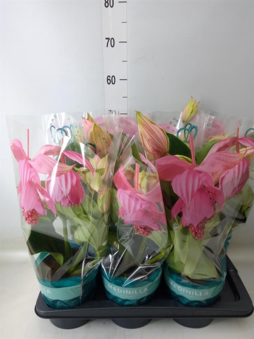 <h4>Medinilla magn.</h4>