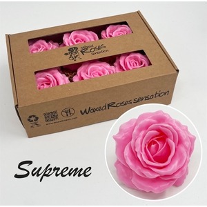 R Zijde Supreme Rose Wx