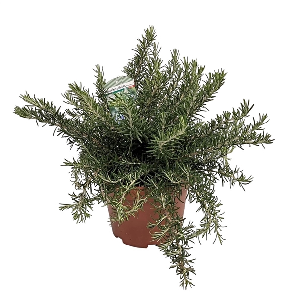 <h4>Rosmarinus Prostratus Bush - 1154</h4>