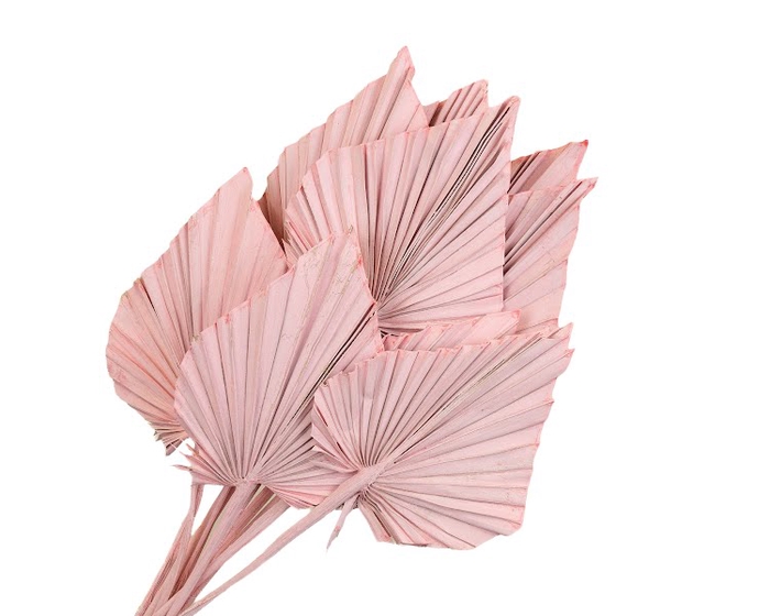 Palm Spear Pink Wash