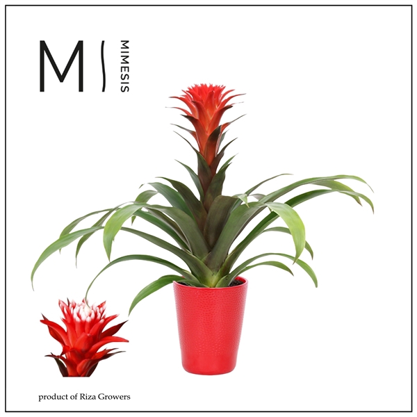 <h4>Mimesis Guzmania Rockyflower Hope - 13 cm in Florence</h4>