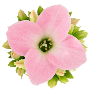 Kalanchoe Harriet