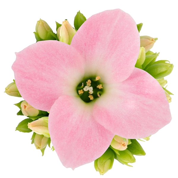<h4>Kalanchoe Harriet</h4>