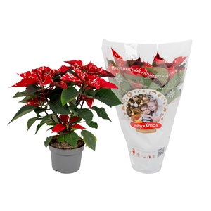 Euphorbia fantasy star jolly Xmas hoes