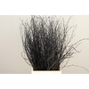Betula Bs Black FST