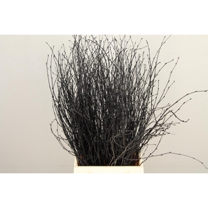 Betula Bs Paint Black