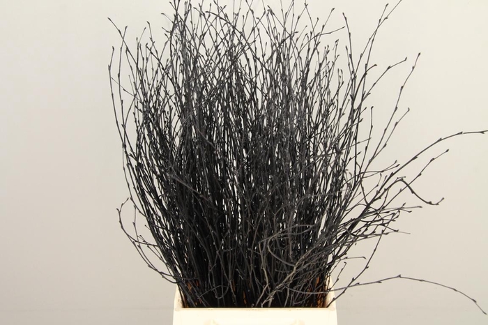 <h4>Betula Bs Paint Black</h4>