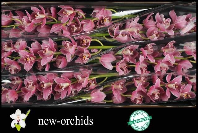 <h4>CYMB T ST SHERRIE</h4>