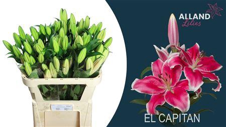 <h4>LI OT EL CAPITAN</h4>