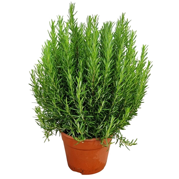 <h4>Rosmarinus Officinalis Bush - 1154</h4>
