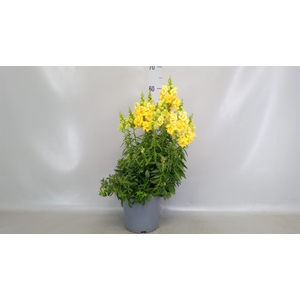 Antirrhinum majus   ...