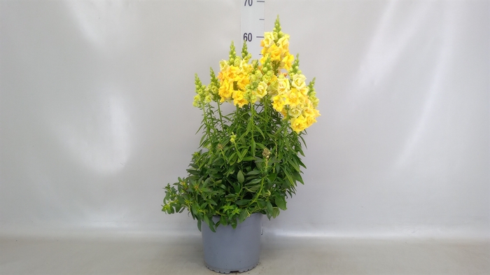 <h4>Antirrhinum majus   ...</h4>