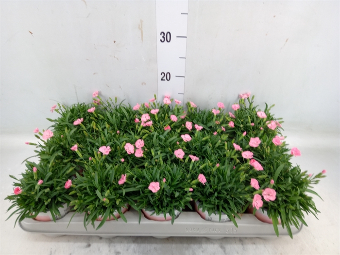 <h4>Dianthus  'Diantica Peach Party'</h4>