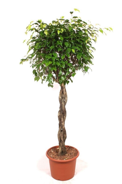 <h4>Ficus Exotica</h4>