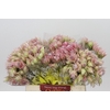 Blushing Bride Pink 2/5 Flowers