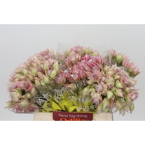 Blushing Bride Pink 2/5 Flowers