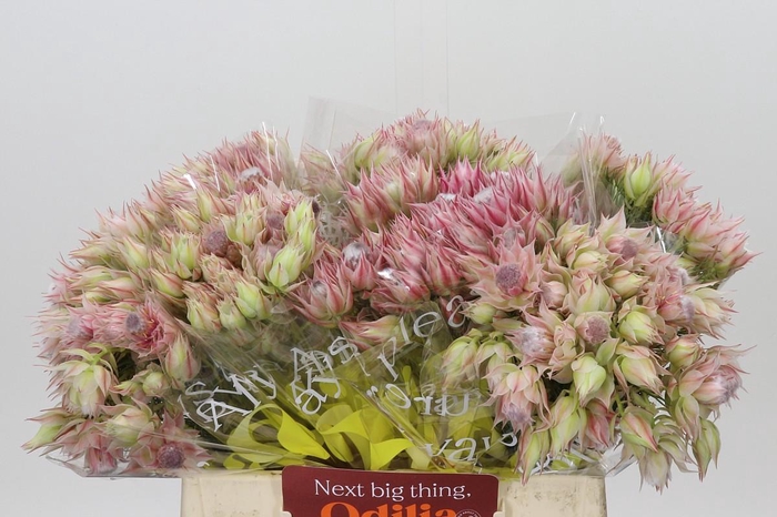 <h4>Blushing Bride Pink 2/5 Flowers</h4>