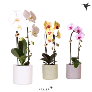 Kolibri Orchids Cascade Niagara Fall mix 1 spiken in Pastel pot mix