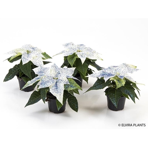 EUPHORBIA PULCHERRIMA  MINI p6 wit blauw