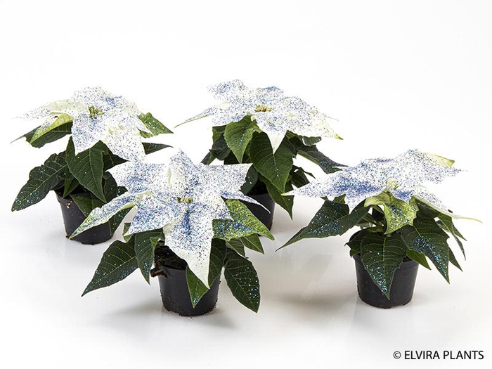 <h4>EUPHORBIA PULCHERRIMA  MINI p6 wit blauw</h4>