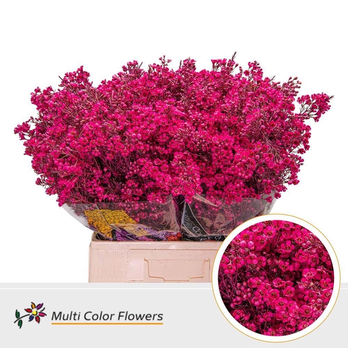 Chamelaucium Colored Wax Erica