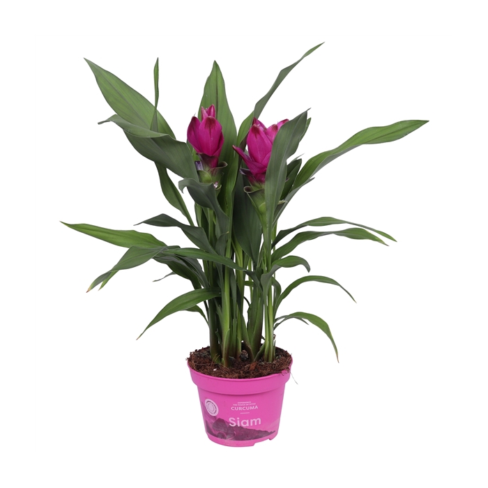 <h4>Curcuma Siam Sublime 12 cm</h4>