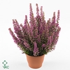 Erica gracilis 'Bea Queen Sylvia'