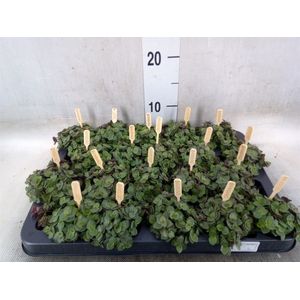 Callisia repens 'Turtle'