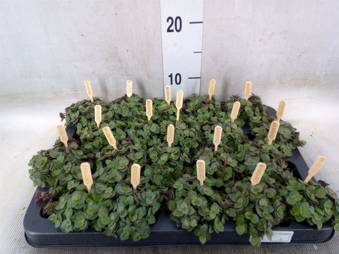 <h4>Callisia repens 'Turtle'</h4>