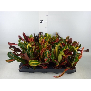 Codiaeum var. GR 'Mammi'