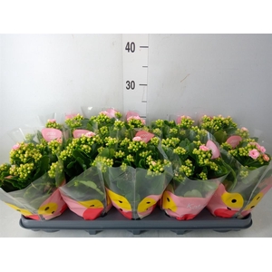 Kalanchoe  'RoseFlow Harlow'