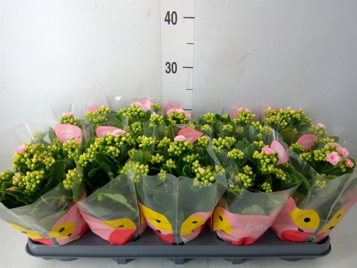 <h4>Kalanchoe  'RoseFlow Harlow'</h4>
