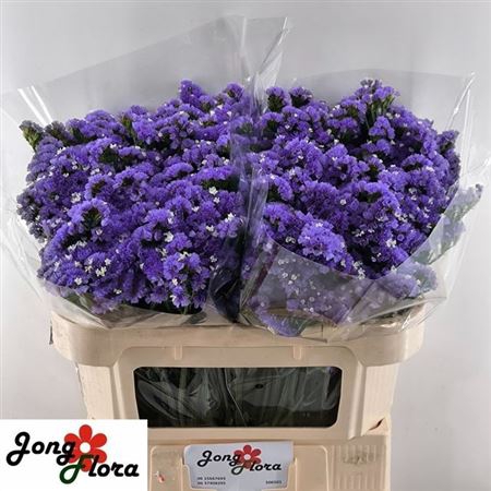 <h4>Lim S Levis Wings</h4>