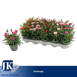 Dianthus Gemengd