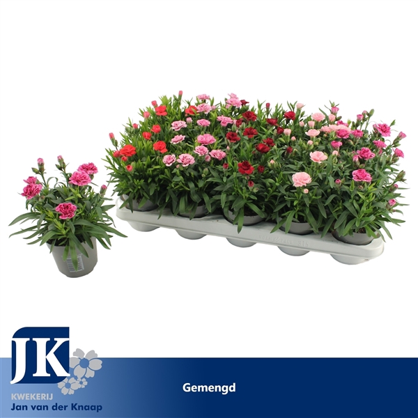 <h4>Dianthus Gemengd</h4>