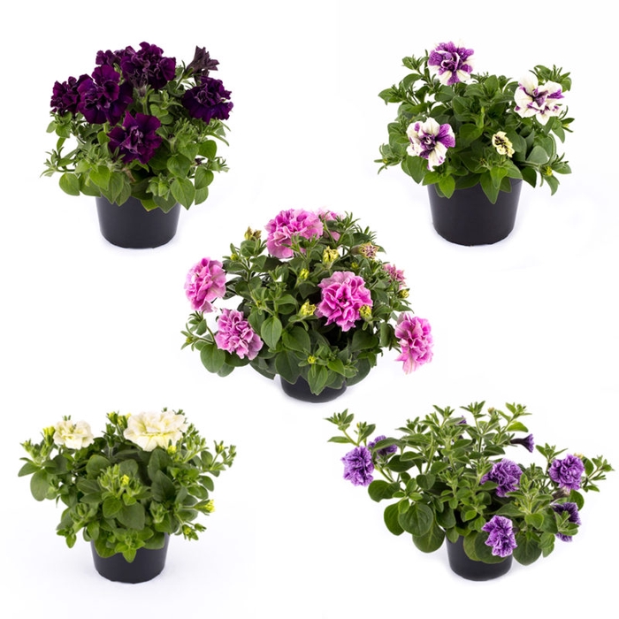 <h4>PETUNIA-HYBRID P12</h4>