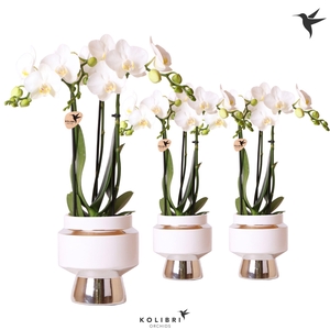 Kolibri Orchids Phalaenopsis white 3 spike in Le Chic pot silver