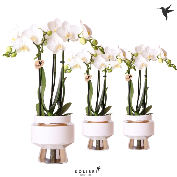 <h4>Kolibri Orchids Phalaenopsis white 3 spike in Le Chic pot silver</h4>