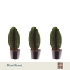 Sansevieria overig