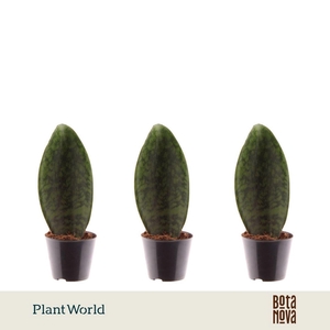 Sansevieria overig