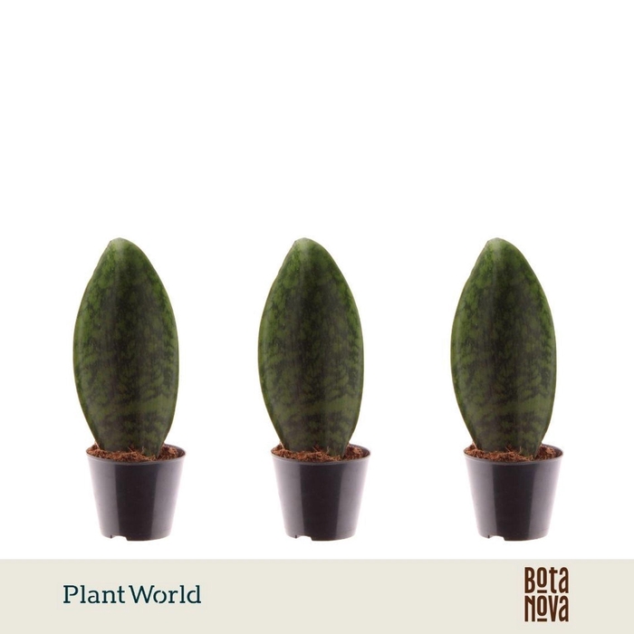 <h4>Sansevieria overig</h4>