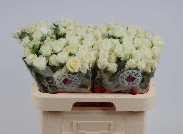 <h4>Rosa spray muthoni</h4>