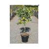 Citrus hystrix
