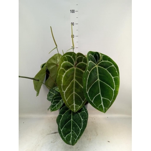 Anthurium crys. 'Karma Crystal Hyb'