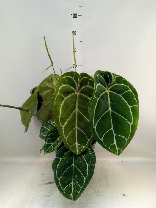 <h4>Anthurium crys. 'Karma Crystal Hyb'</h4>