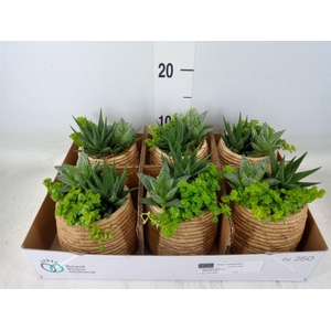 Arr.   Kamerplant Groen L%