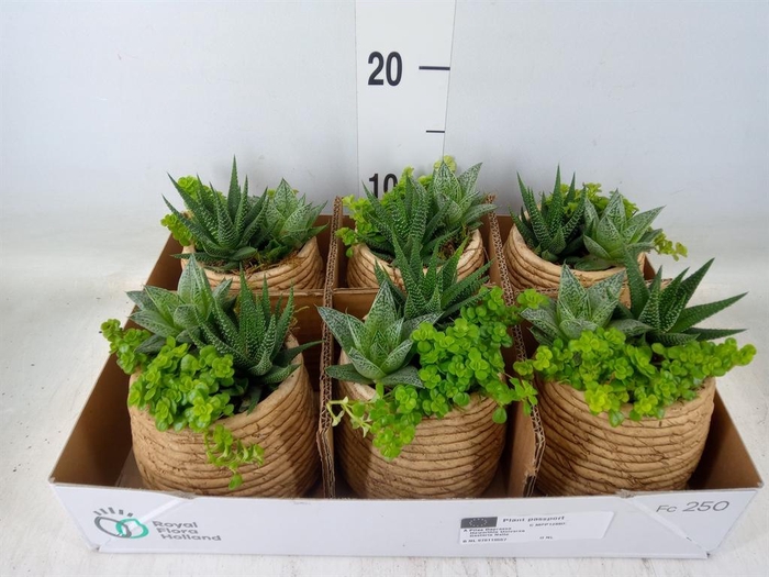 <h4>Arr. Kamerplant Groen L%</h4>