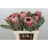 Protea Barbigera Air
